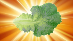 Lettuce