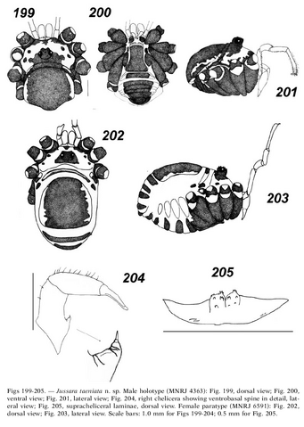 File:Jussara taeniata 53.png