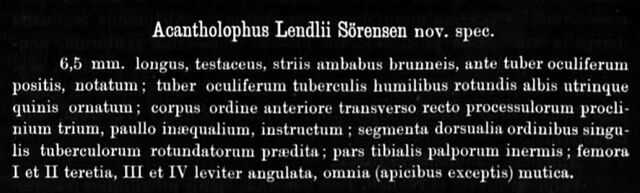 File:Acantholophus Lendlii Sørensen in Lendl 1894 page 26.jpg