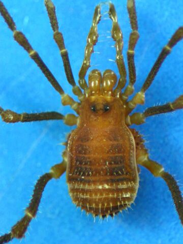 File:B milenae do 4.jpg