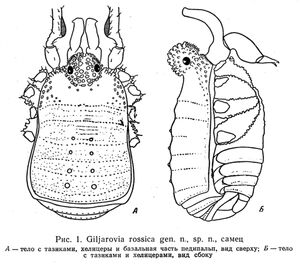 Giljarovia rossica Kratochvíl, 1959