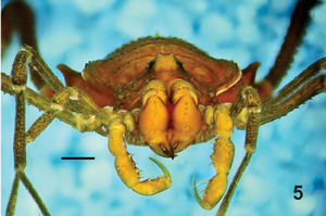 Hernandarioides plana Kury Quintero-2014-2
