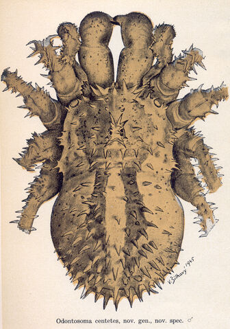 File:Odontosoma centetes Silhavy 1946.jpg