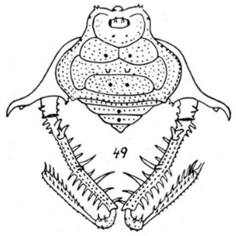 File:Sphaerobunus editus.jpg