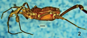 Hernandarioides plana Kury Quintero-2014