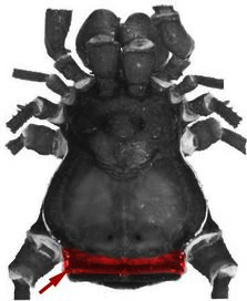 Phalangodus Coda