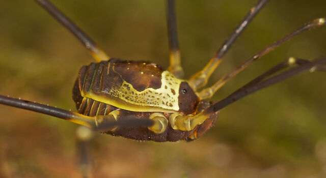 File:Paecilaemana sp.jpg