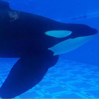 Cetacean lover 2