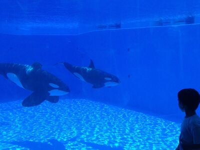 Tilikum and malia 2734
