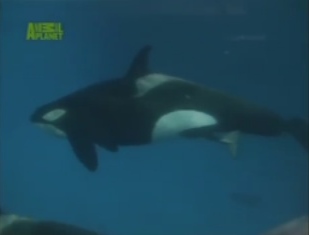 Kohana 7