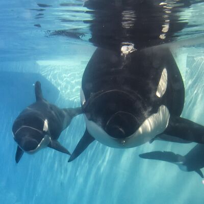 Kalia & calf