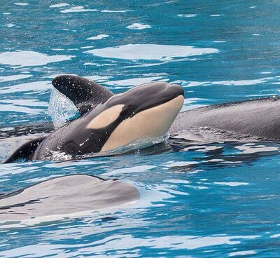 Kalia's calf 17