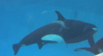 Kalia's calf 7