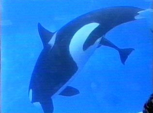 Nyar