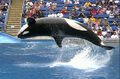 Thumbnail for version as of 04:25, August 10, 2012
