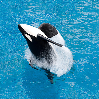 Tilikum 744