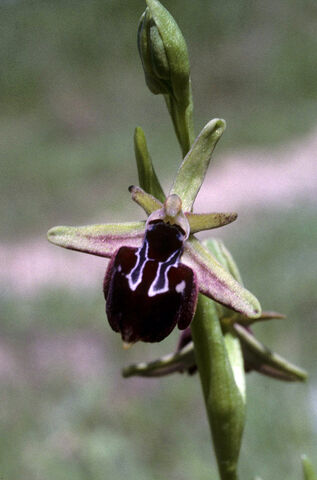 File:Ophrys turcomanica2.jpg