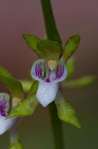 File:Sarcochilus australis.jpg