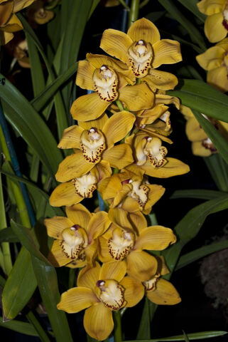File:Cymbidium Shifting Sands 'Yellow Bird'.jpg