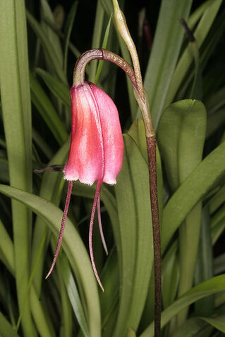 File:Dracula sodiroi pink.jpg
