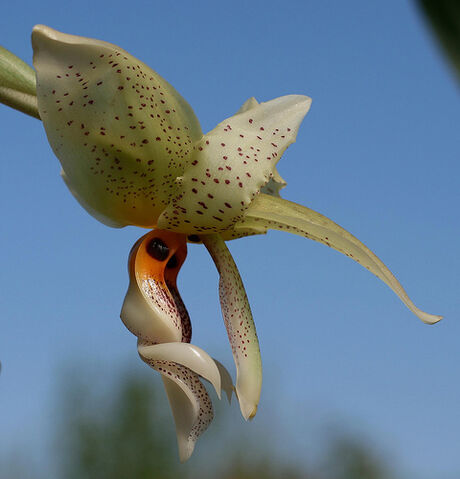 File:Stanhopea inodora.jpg