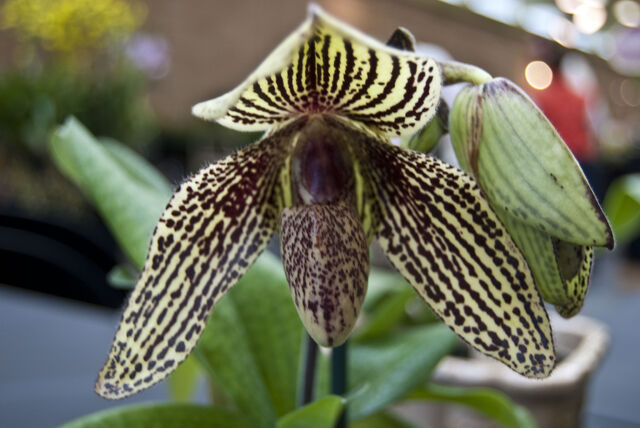 File:Paph. Rolfei.jpg