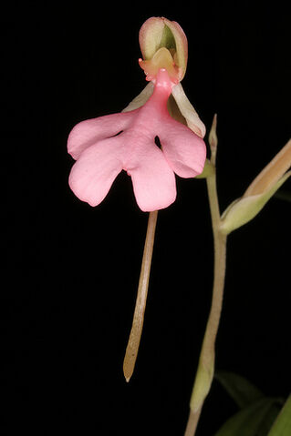 File:Habenaria rhodocheila.jpg