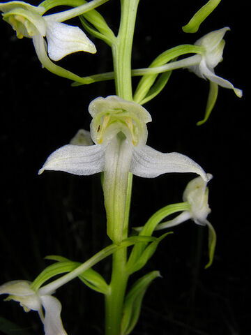 File:Platanthera chlorantha.jpg