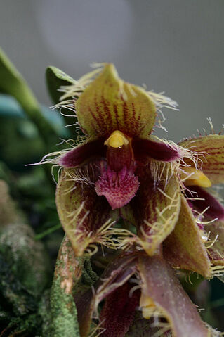 File:Bulbophyllum dayanum.jpg
