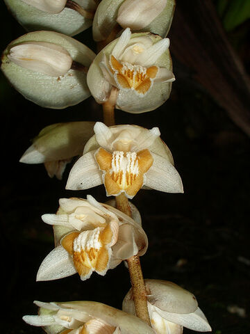 File:Coel. moultonii.jpg