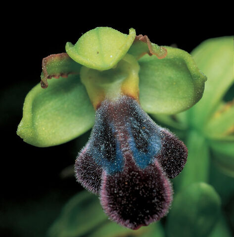 File:Ophrys atlantica subsp. hayekii.jpg