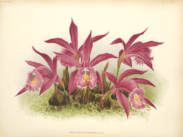 File:Pleione hookeriana plate.jpg