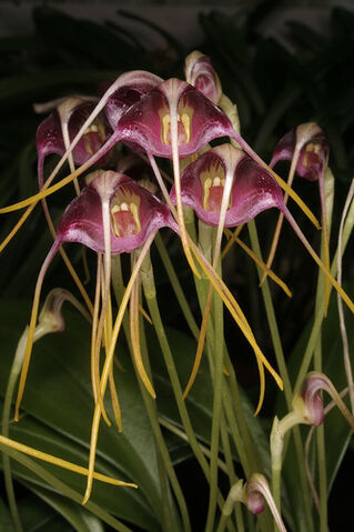 File:Masdevallia hieroglyphica.jpg