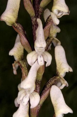 File:Disa aconitoides.jpg