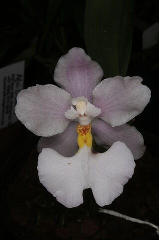 File:Cuitlauzina pendula.jpg