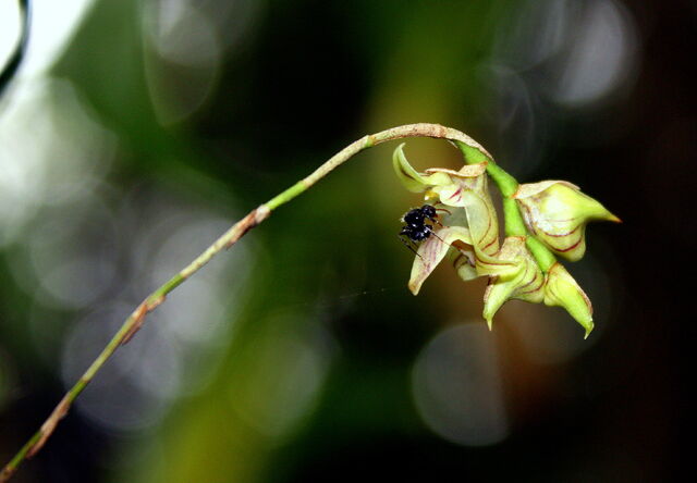 File:Bulbophillum regnelii.jpg