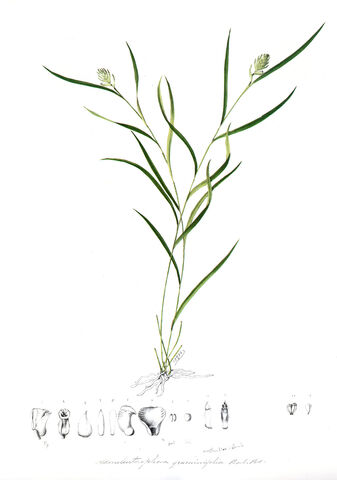 File:Elleanthus graminifolius plate.jpg