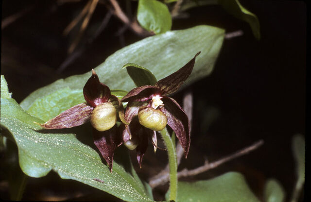 File:Cypripedium fasciculatum.jpg