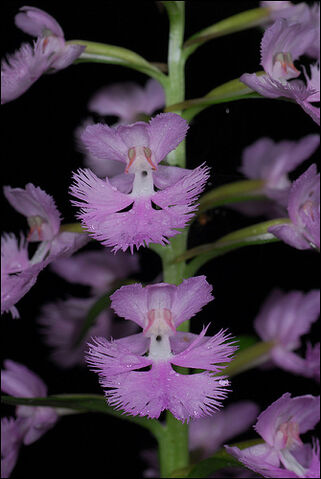 File:Platanthera grandiflora.jpg