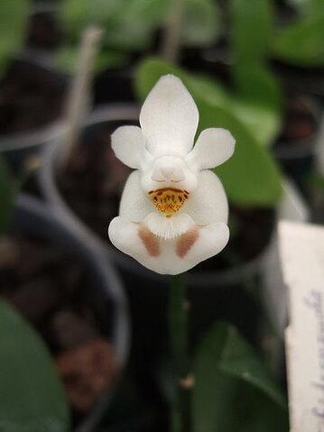File:Phalaenopsis Lovely Gift.jpg