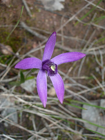 File:Pheladenia deformis mauve.jpg