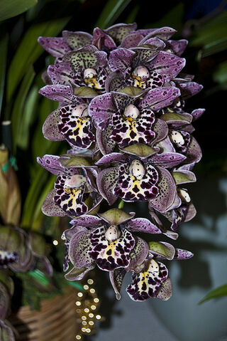 File:Cymbidium Vogel's Magic.jpg