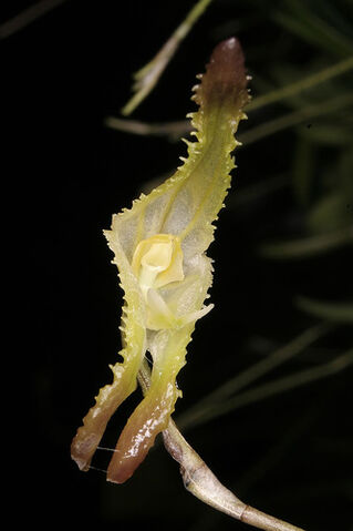 File:Porroglossum mordax.jpg