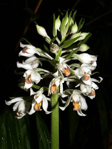 File:Calanthe calanthoides.jpg