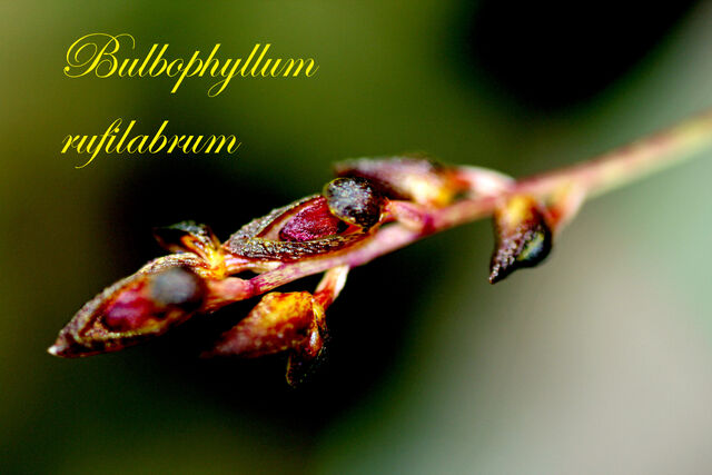 File:Bulbophyllum rufilabrum a.jpg