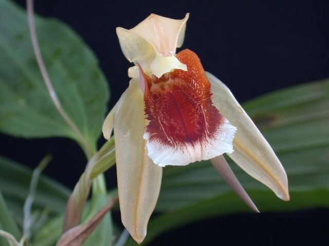 File:Coelogyne speciosa white.jpg