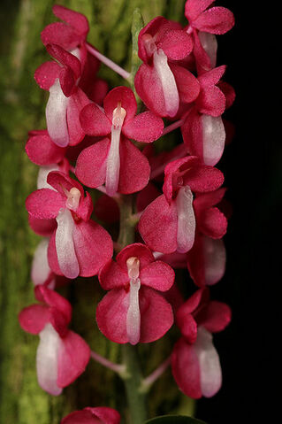 File:Dyakia hendersoniana.jpg