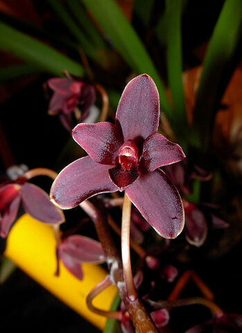 File:Cymbidium Little Black Sambo.jpg