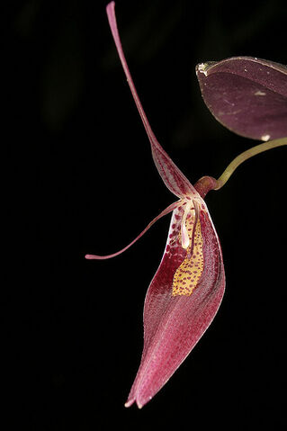 File:Restrepia contorta.jpg