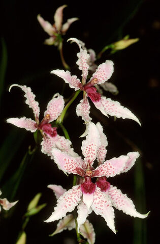 File:Cyrtochilum ramosissimum2.jpg